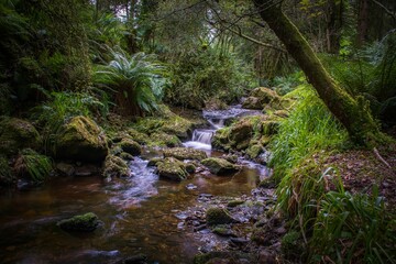 Flowing river surrounded by dense trees