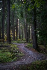 Obraz premium Forest path with dense trees