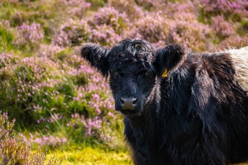 Fototapeta premium Closeup of Galloway cow looking at camera