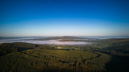 Aerial view of forest with dense trees