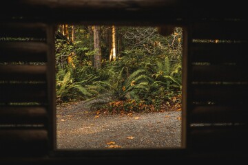 Beautiful shot from a wooden hut window of fern plants growing in a forest