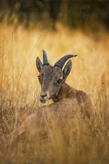 Vertical shot of an Alpine ibex in a field.