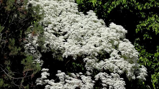 White leaf plant known as "noivinha" Euphorbia leucocephala. of the Brazilian cerrado in panoramic video, swaying with a gentle and relaxing wind.Bras&iacute;lia DF
