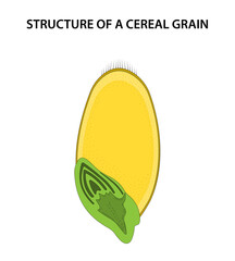  Structure of a Cereal Grain (caryopsis).