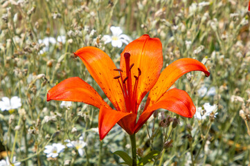 An isolated orange lily flower
