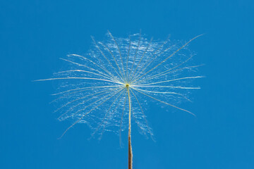 A dandelion seed floating in the air against a blue sky background