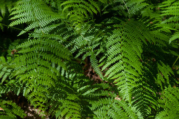 fern leaf background