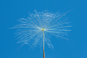 A close-up with a dandelion seed in the air and blue sky in the background