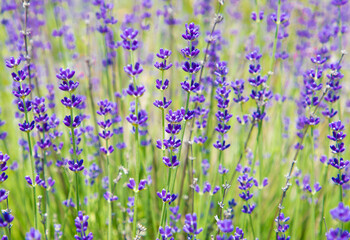 A close-up of flowering lavender plants