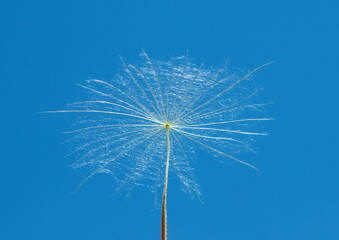 A close-up of a dandelion seed in the air against a blue sky background