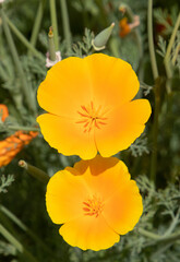 A close-up of Eschscholzia californica flowers
