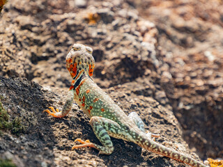 Close up shot of a Eastern collared lizard
