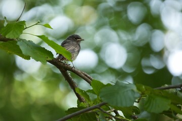 Black redstart bird perched on a green tree branch