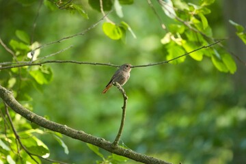 Black redstart bird perched on a green tree branch