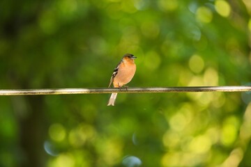 Common chaffinch perched on a wire on the blurry green background