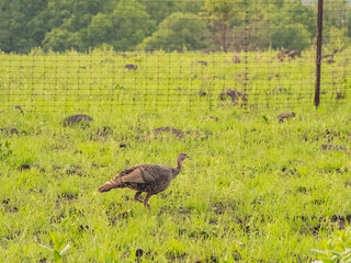 Close up shot of turkey walking in rain in Wichita Mountains