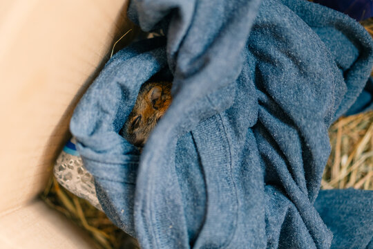 rescued baby squirrel sleeps in a box. depleted