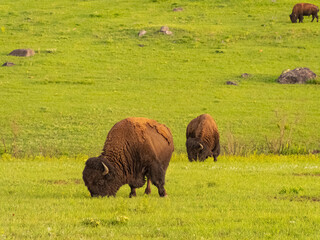 Close up shot of cute Bison in Wichita Mountains