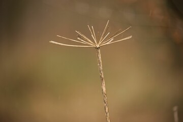 Selective focus shot of dry wild carrot