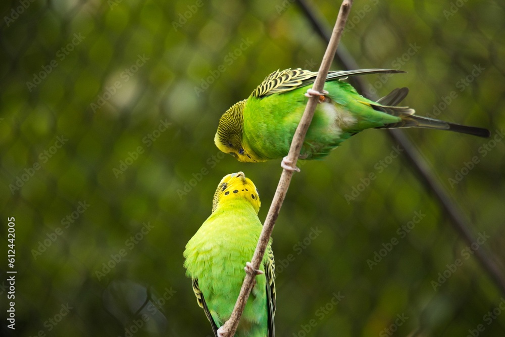 Sticker close-up of budgerigar (melopsittacus undulatus) parrots resting on the tree branches