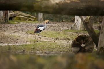 Eastern crowned crane (Balearica regulorum) bird in the forest