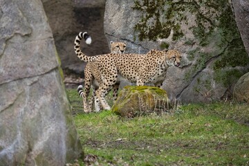 Northeast African cheetahs (Acinonyx jubatus soemmeringii) with high rocks in the background