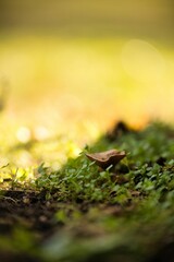 Vertical close-up shot of a mushroom in a garden
