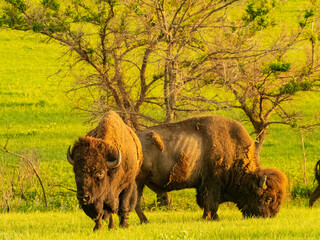 Close up shot of cute Bison in Wichita Mountains