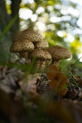 Beautiful vertical closeup of Pholiota squarrosa fungus