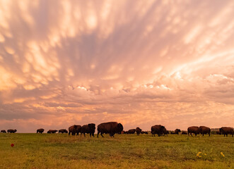 Fototapeta na wymiar Sunset view of beautiful clouds and many bison walking in Wichita Mountains National Wildlife Refuge