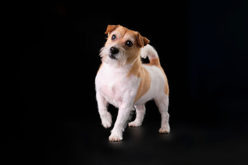 Jack Russell Terrier dog on a black background with long hair after the trimming procedure, grooming concept