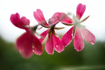 Close-up shot of a South African geranium flower on a soft blurry background