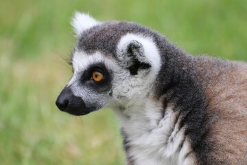 Closeup shot of a ring-tailed lemur (Lemur catta)