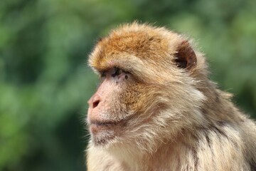 Closeup shot of Barbary macaque (Macaca sylvanus)
