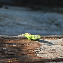Selective focus shot of a green lizard on a wooden surface