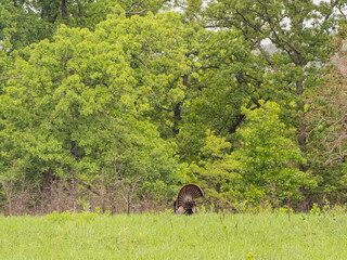 Close up shot of turkey walking in rain in Wichita Mountains