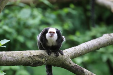 Selective focus shot of a white-headed marmoset (Callithrix geoffroyi) on a tree branch