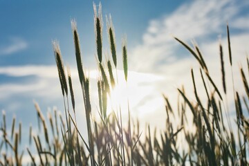 Close-up shot of green wheat with a background of a sunlight