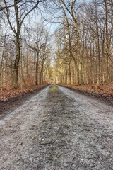 Fototapeta na wymiar Vertical shot of a dirt road in a park with bare trees