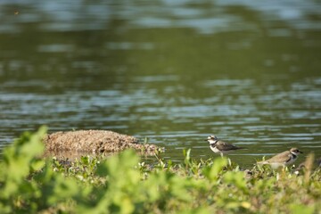 Little ringed plover birds on the coast.