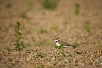 Little ringed plover bird on the ground with pebbles and plants.