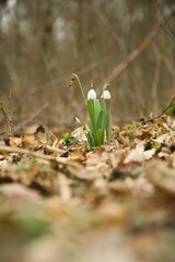 Vertical shot of snowdrops surrounded by dry leaves.