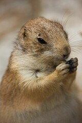 Vertical closeup of a black-tailed prairie dog.