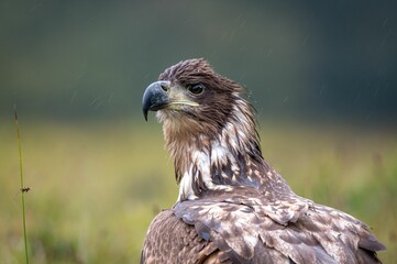 Closeup of a golden eagle standing in a green field