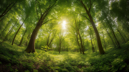 Fototapeta na wymiar Serenity Amidst Nature , Embrace the Beauty of a Sunlit Forest