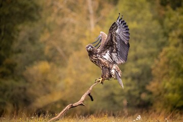 Closeup of a golden eagle perched on a crooked tree trunk in a field
