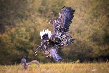 Closeup of two golden eagles fighting in a field with their wings wide open