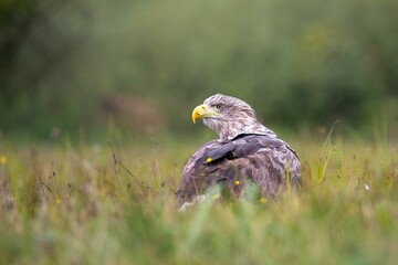 Selective focus of a white-tailed eagle standing in a green field