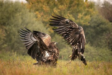 Closeup of two golden eagles fighting in a field with their wings wide open