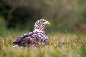 Selective focus of a white-tailed eagle standing in a green field